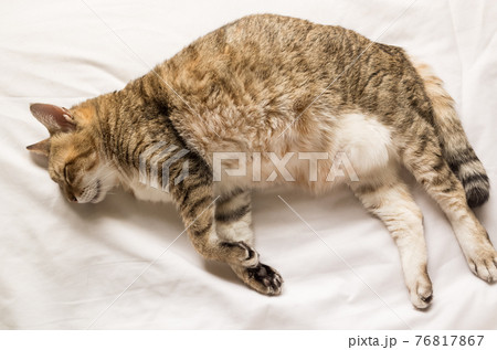 funny tabby cat 76817867