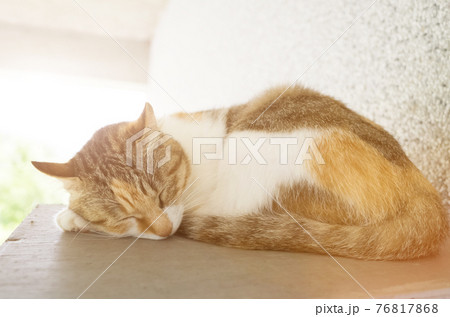 little cat doze little cat doze 76817868