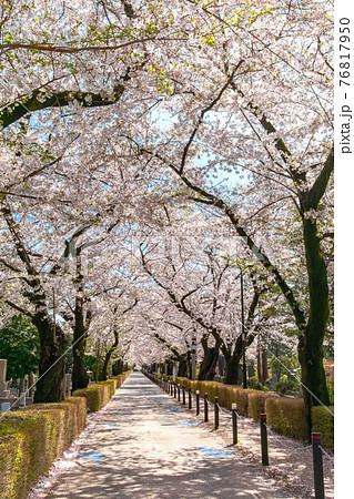 青山霊園の満開の桜並木 青山霊園の満開の桜並木 76817950