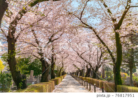 東京都港区、青山霊園の満開の桜並木 東京都港区、青山霊園の満開の桜並木 76817951