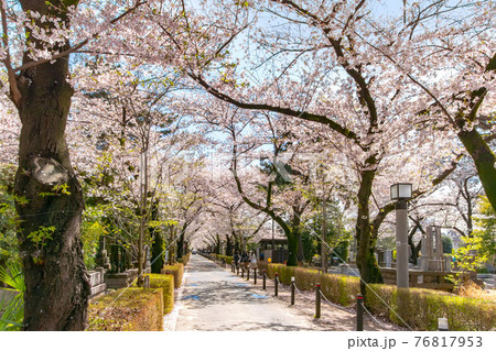東京都港区、青山霊園の満開の桜並木 東京都港区、青山霊園の満開の桜並木 76817953