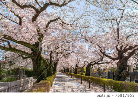青山霊園の満開の桜並木 76817955