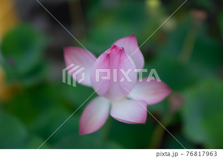 ピンクのハスの花 ピンクのハスの花 76817963