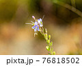 小さなミヤマクワガタの紫の花 76818502
