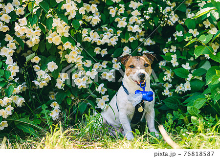 Dog walking in park holding in mouth case with bags for doggy poop 76818587