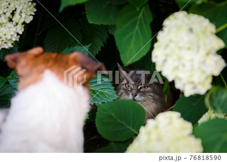 Dog and cat can not get along. Dog chasing cat to hide in bush Dog and cat can not get along. Dog chasing cat to hide in bush 76818590