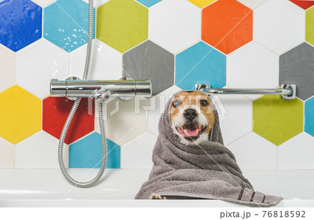 Happy and funny wet dog in bathroom after washing wrapped in towel 76818592