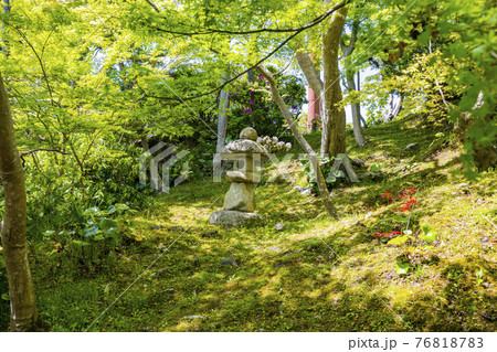 ぼたん満開の當麻寺奥の院 ぼたん満開の當麻寺奥の院 76818783