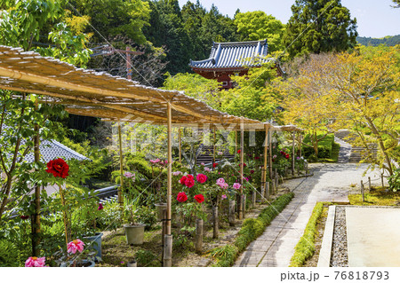 ぼたん満開の當麻寺奥の院 76818793