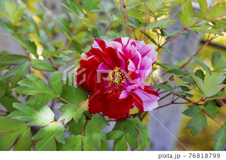 ぼたん満開の當麻寺奥の院 76818799