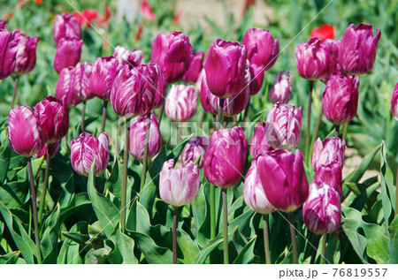 【品種：パープルフラッグ】白色と鮮やかな紫色の花びらのチューリップ 76819557