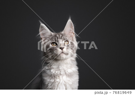 curious silver tabby maine coon kitten portrait 76819649