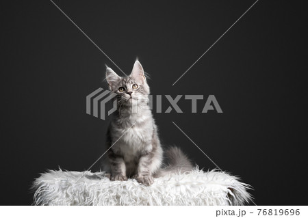 silver tabby maine coon kitten sitting on white fur looking up curiously 76819696