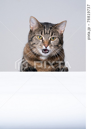 tabby cat with open mouth looking shocked at white copy space tabby cat with open mouth looking shocked at white copy space 76819737