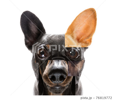 abstract puzzle dog head abstract puzzle dog head 76819772