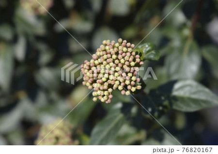 Laurustinus Laurustinus 76820167