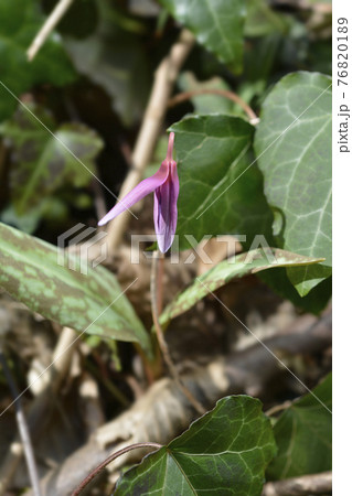 Dogs tooth violet 76820189