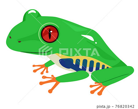 Illustration Of Red Eyed Tree Frog Cute Frog Stock Illustration