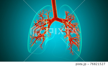 Lungs Human Respiratory System Anatomy For Medical Concept 3D Lungs Human Respiratory System Anatomy For Medical Concept 3D 76821527