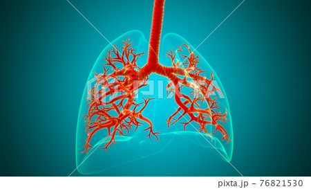 Lungs Human Respiratory System Anatomy For Medical Concept 3D Lungs Human Respiratory System Anatomy For Medical Concept 3D 76821530