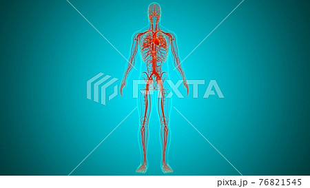 Human Heart With Circulatory System Anatomy For Medical Concept 3D Human Heart With Circulatory System Anatomy For Medical Concept 3D 76821545