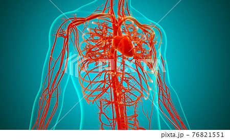 Human Heart With Circulatory System Anatomy For Medical Concept 3D 76821551