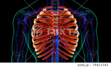 Human skeleton anatomy Rib Cage 3D Rendering Human skeleton anatomy Rib Cage 3D Rendering 76821583