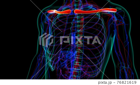 Human skeleton anatomy Clavicle Bones 3D Rendering 76821619