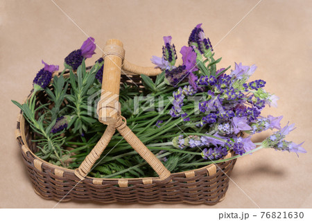 収穫したラベンダー 76821630