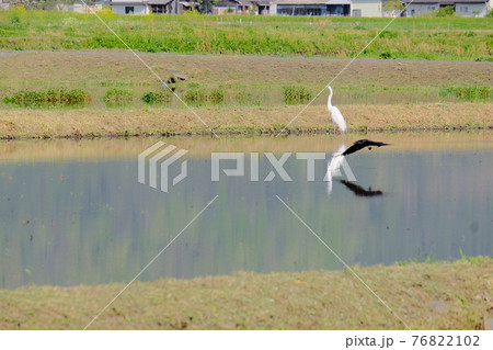 日本の田園風景 / reflection on the surface of water 76822102