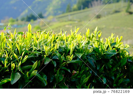 茶畑 / tea plantation 茶畑 / tea plantation 76822169