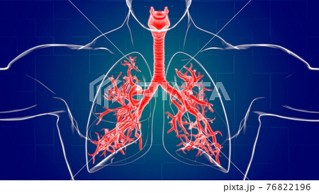 Lungs Human Respiratory System Anatomy For Medical Concept 3D Rendering Lungs Human Respiratory System Anatomy For Medical Concept 3D Rendering 76822196