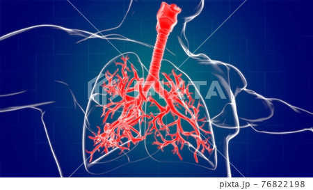 Lungs Human Respiratory System Anatomy For Medical Concept 3D Rendering Lungs Human Respiratory System Anatomy For Medical Concept 3D Rendering 76822198