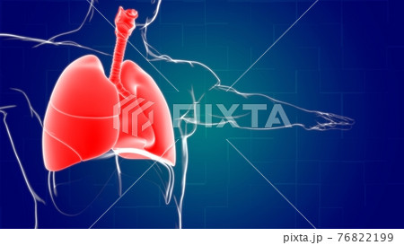 Lungs Human Respiratory System Anatomy For Medical Concept 3D Rendering Lungs Human Respiratory System Anatomy For Medical Concept 3D Rendering 76822199