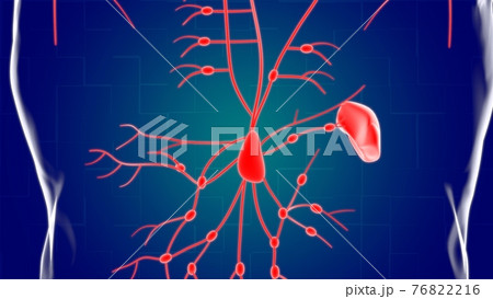 Human Lymph Nodes Anatomy For Medical Concept 3D Rendering 76822216