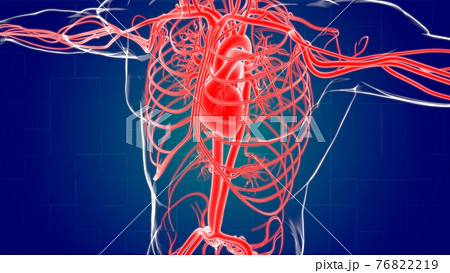 Human Heart With Circulatory System Anatomy For Medical Concept 3D Human Heart With Circulatory System Anatomy For Medical Concept 3D 76822219
