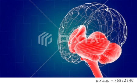 Human Brain inner parts Anatomy For Medical Concept 3D Rendering Human Brain inner parts Anatomy For Medical Concept 3D Rendering 76822246