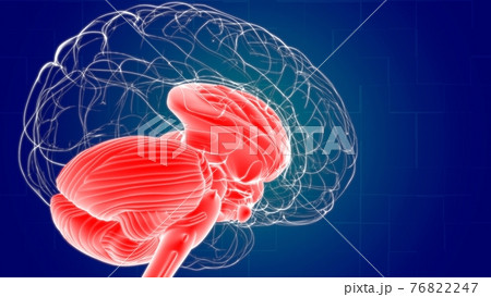 Human Brain inner parts Anatomy For Medical Concept 3D Rendering 76822247