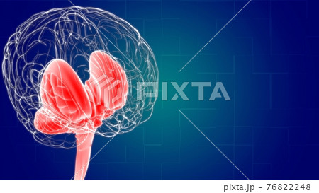 Human Brain inner parts Anatomy For Medical Concept 3D Rendering 76822248