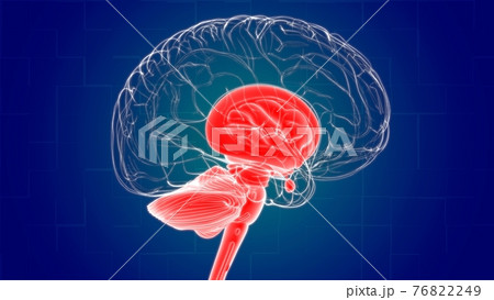 Human Brain inner parts Anatomy For Medical Concept 3D Rendering 76822249