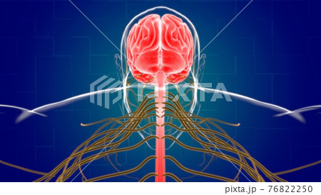 Human Brain Anatomy For Medical Concept 3D Rendering 76822250