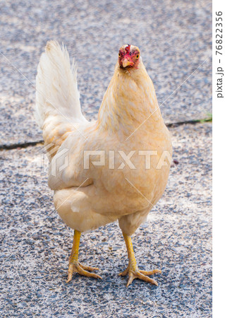 A big white and orange chicken. 76822356