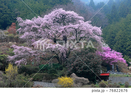 樹形が美しい一本桜 (小池の桜 長野県 中川村 西丸尾) 樹形が美しい一本桜 (小池の桜 長野県 中川村 西丸尾) 76822676