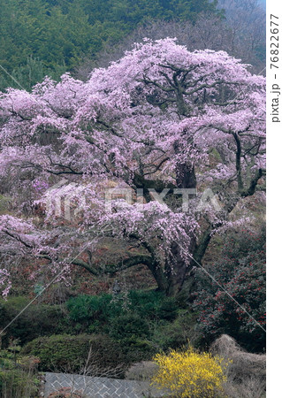 樹形が美しい一本桜 (小池の桜 長野県 中川村 西丸尾) 樹形が美しい一本桜 (小池の桜 長野県 中川村 西丸尾) 76822677