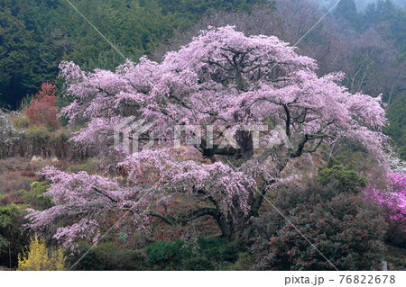 樹形が美しい一本桜 (西丸尾のしだれ桜 長野県 中川村 西丸尾) 樹形が美しい一本桜 (西丸尾のしだれ桜 長野県 中川村 西丸尾) 76822678