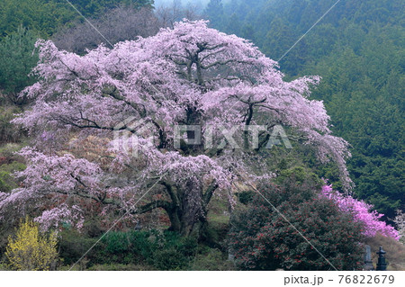樹形が美しい一本桜 (西丸尾のしだれ桜 長野県 中川村 西丸尾) 樹形が美しい一本桜 (西丸尾のしだれ桜 長野県 中川村 西丸尾) 76822679