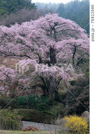 桃源郷のごとき (西丸尾のしだれ桜 長野県 中川村 西丸尾) 桃源郷のごとき (西丸尾のしだれ桜 長野県 中川村 西丸尾) 76822680