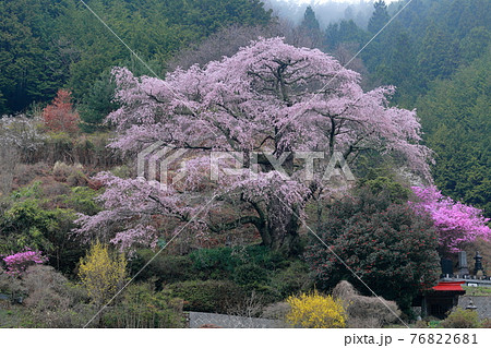 桃源郷のごとき (西丸尾のしだれ桜 長野県 中川村 西丸尾) 桃源郷のごとき (西丸尾のしだれ桜 長野県 中川村 西丸尾) 76822681