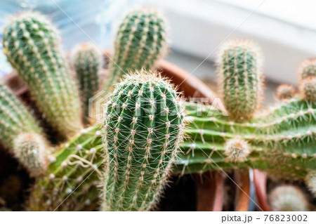 cactus round decorative growing in a pot home plant close-up cactus round decorative growing in a pot home plant close-up 76823002