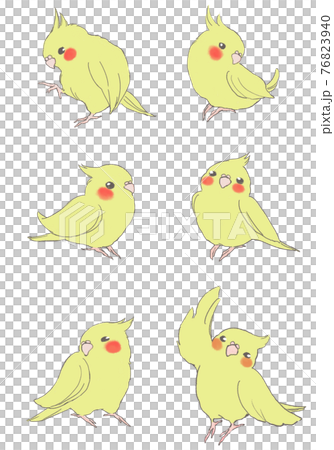 かわいいオカメインコたち 76823940